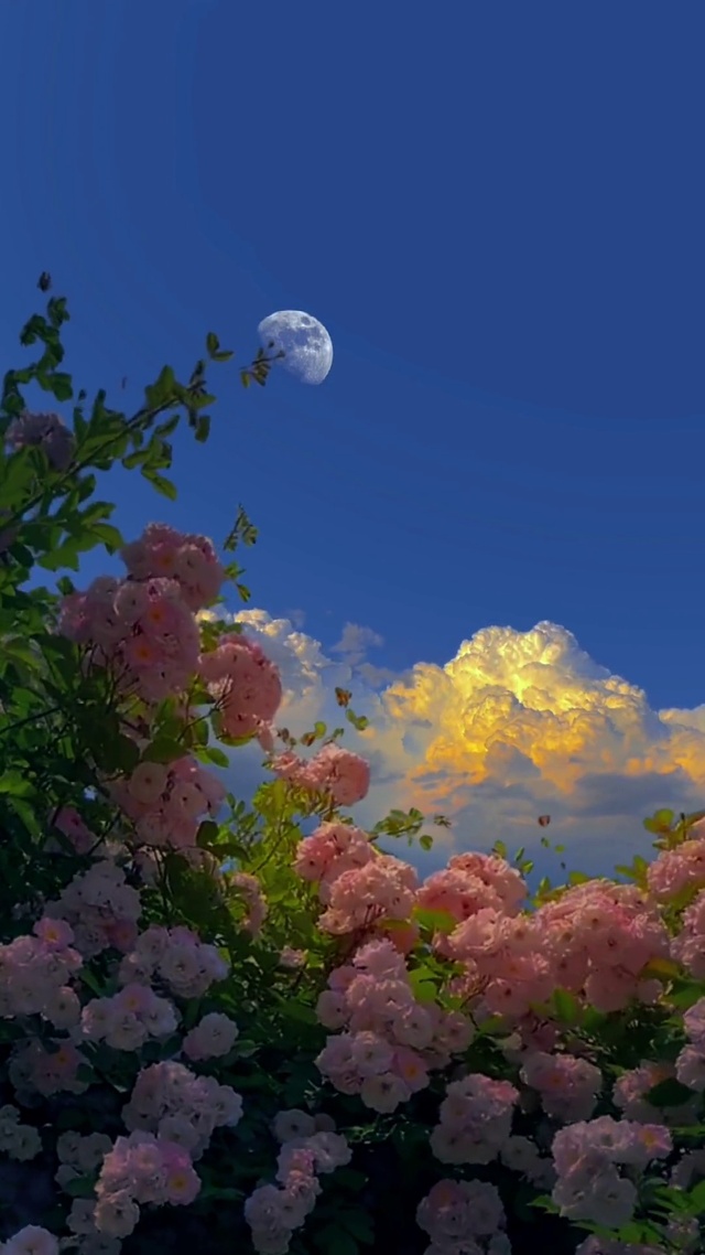 花海月光