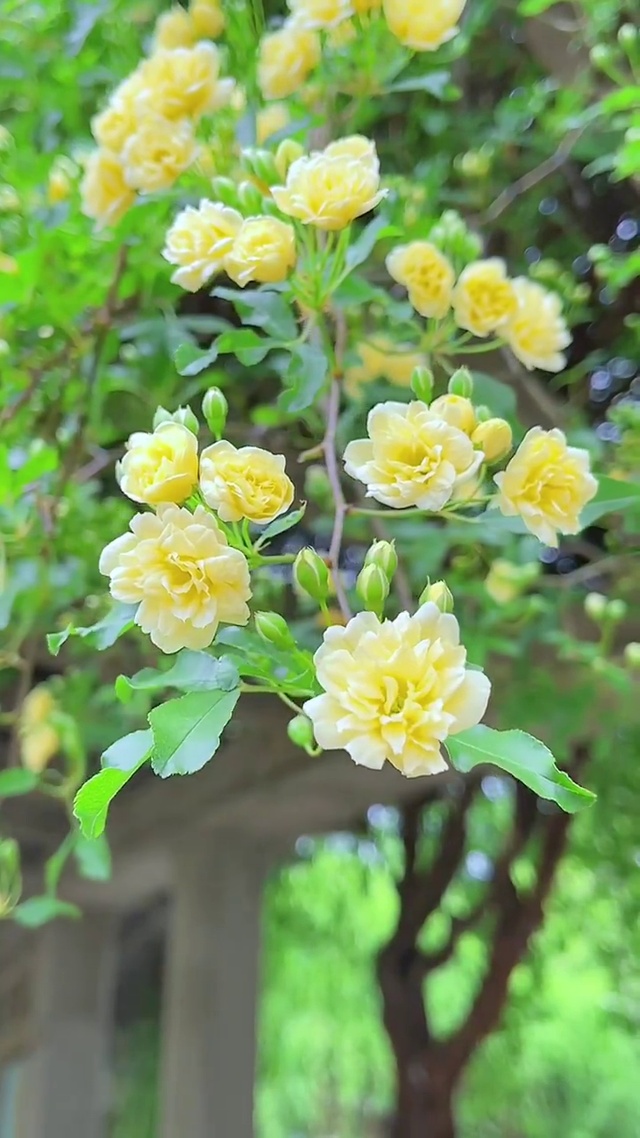 生机勃勃春意盎然