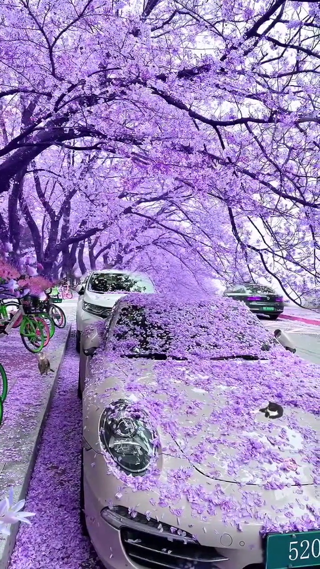 浪漫紫色花车
