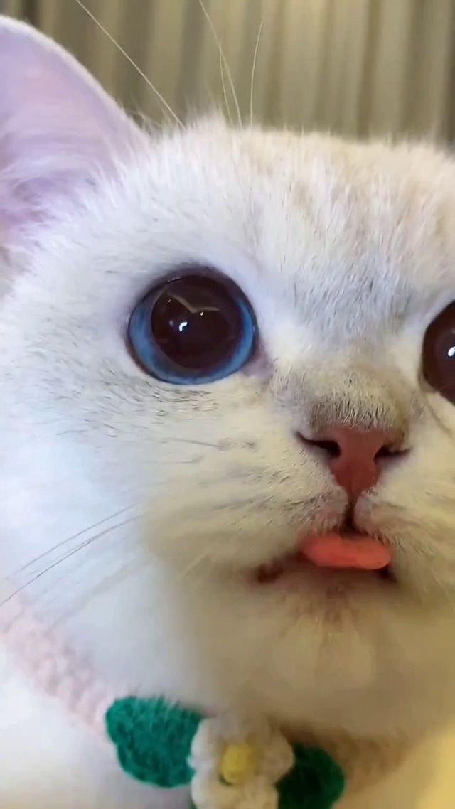 这样的猫咪谁不喜欢