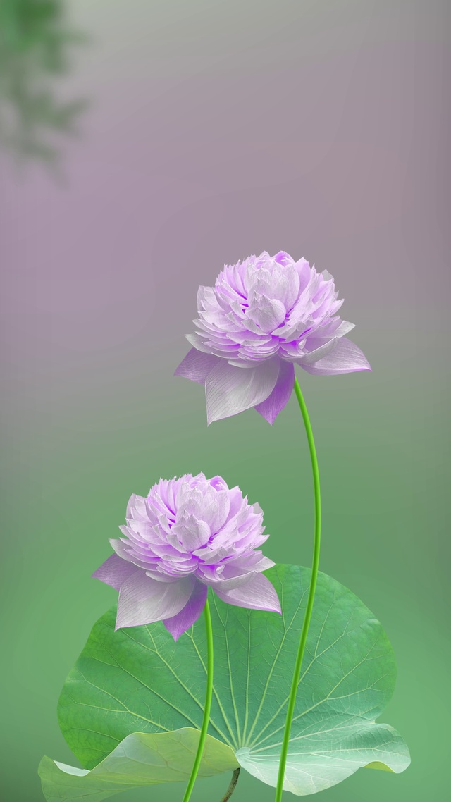紫色荷花