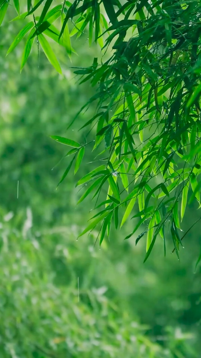 夏日雨中绿竹