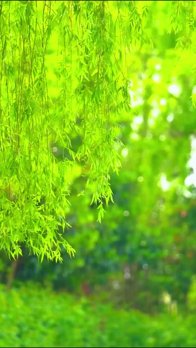 4K微风拂绿柳