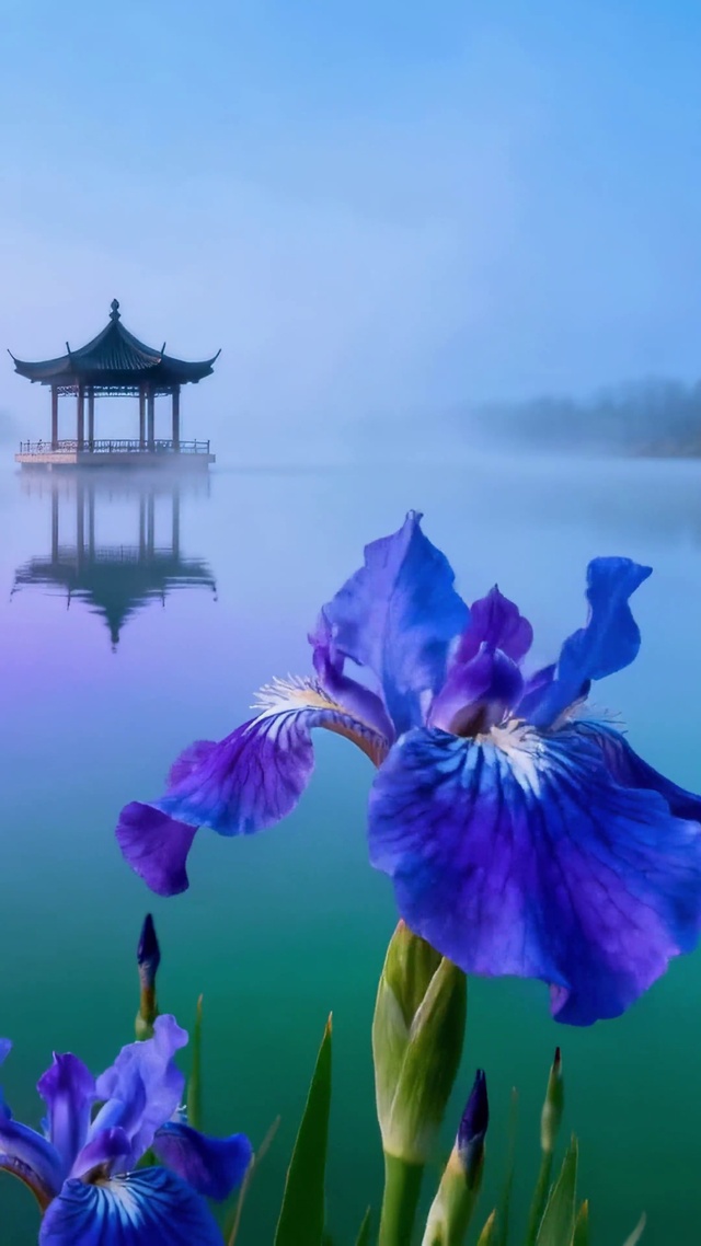 雾锁湖山鸢尾花古风亭美景