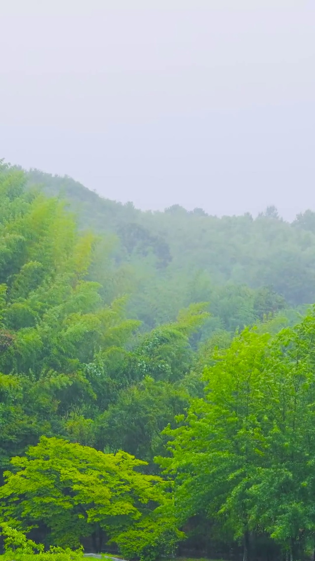 雨天山间竹林