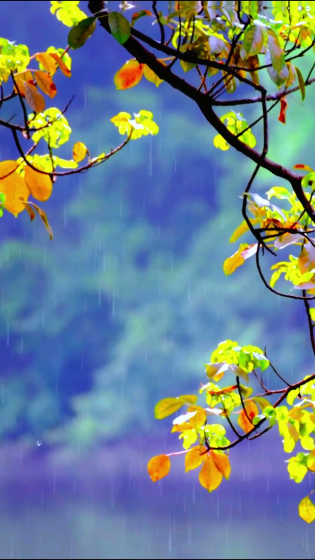 清新治愈小雨 4K