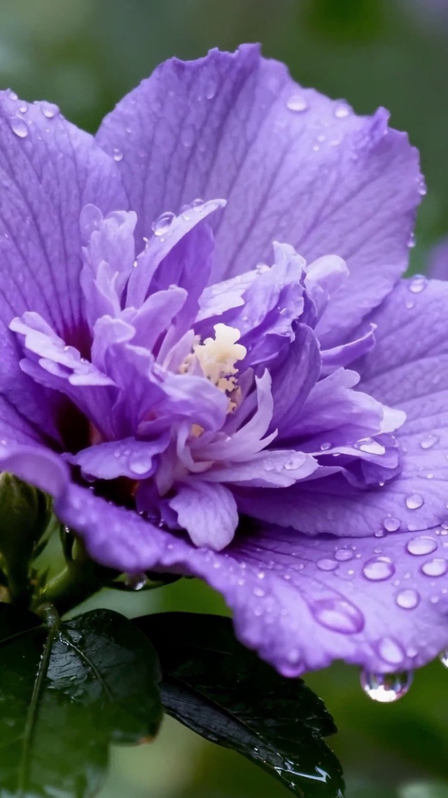 雨后紫花