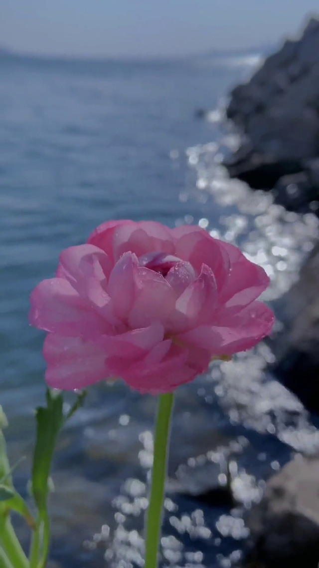 波光粼粼，迎风绽放