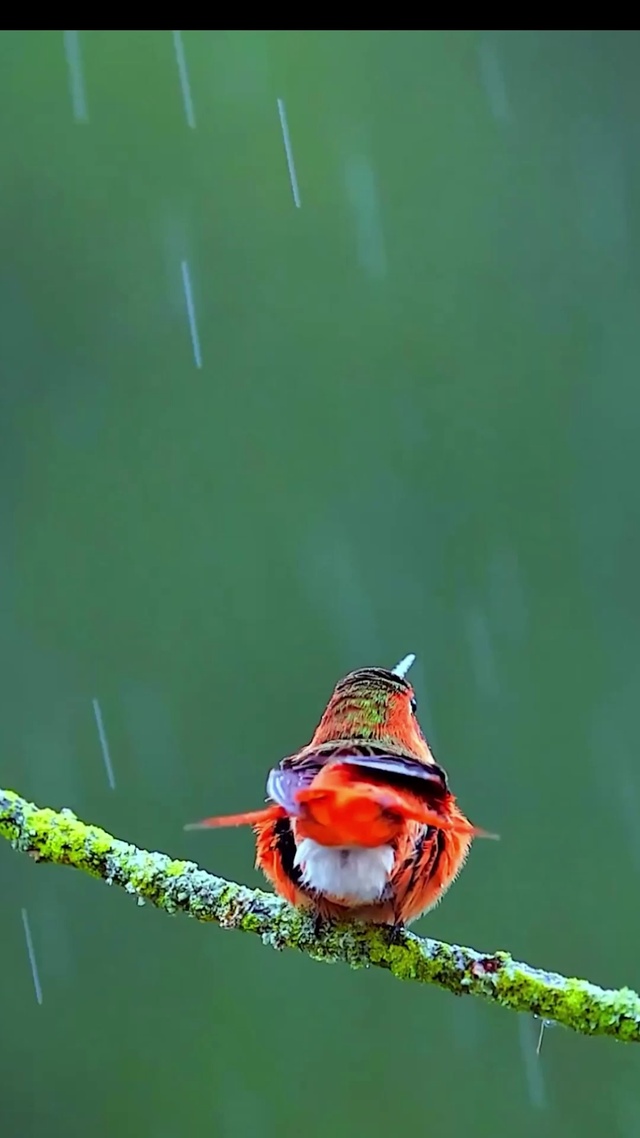 雨中的鸟儿(动物手机动态壁纸) - 动物手机壁纸下载 - 元气壁纸