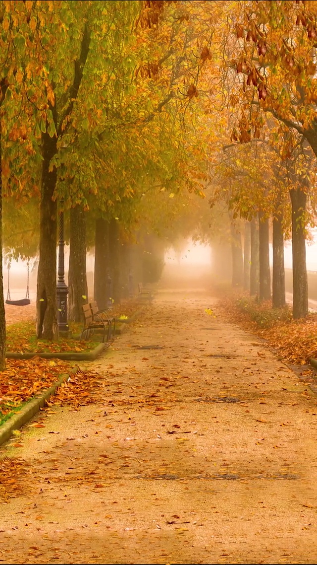 🍁菊与枫叶，九月人间