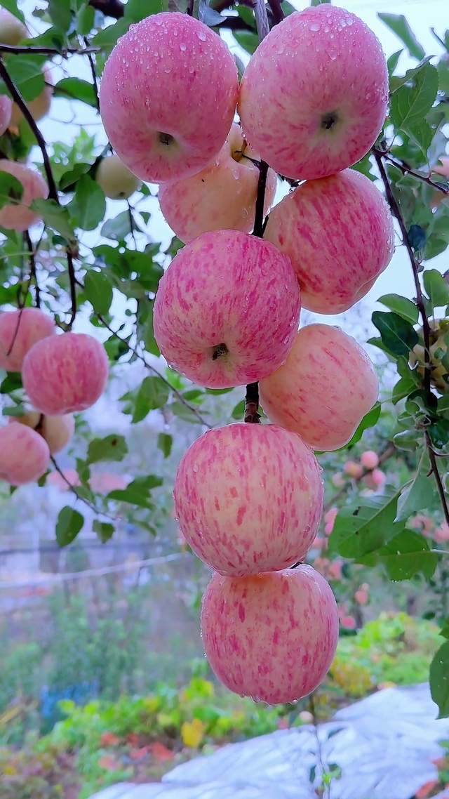 硕果累累的喜悦，萦绕鼻尖的清爽