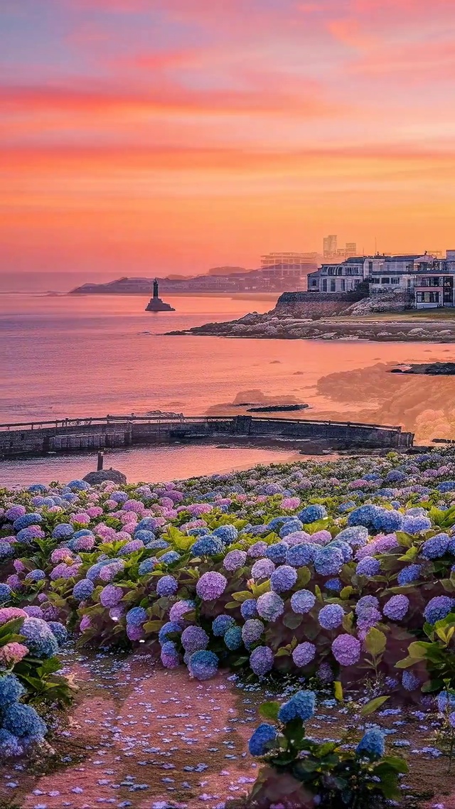 浪漫海边花海