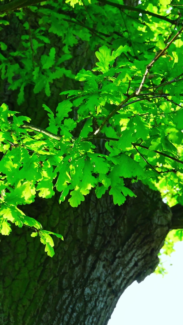 治愈护眼绿植4K