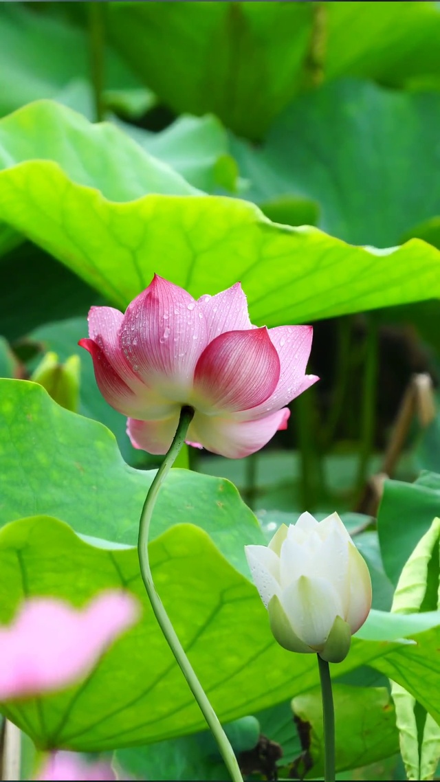 接天莲叶无穷碧，映日荷花别样红