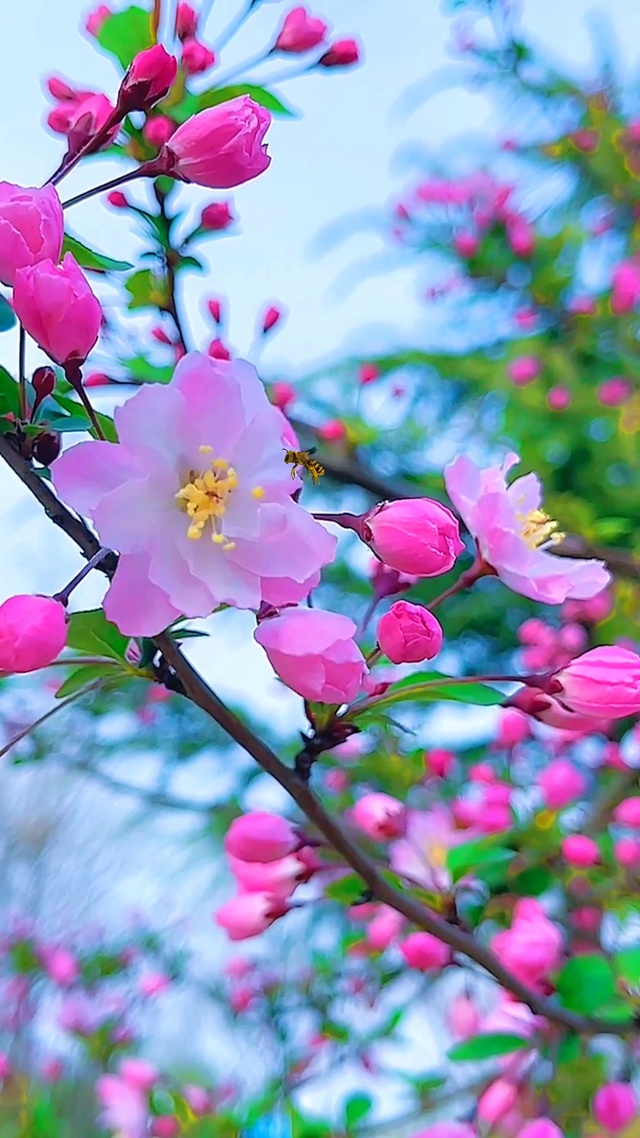 桃花
