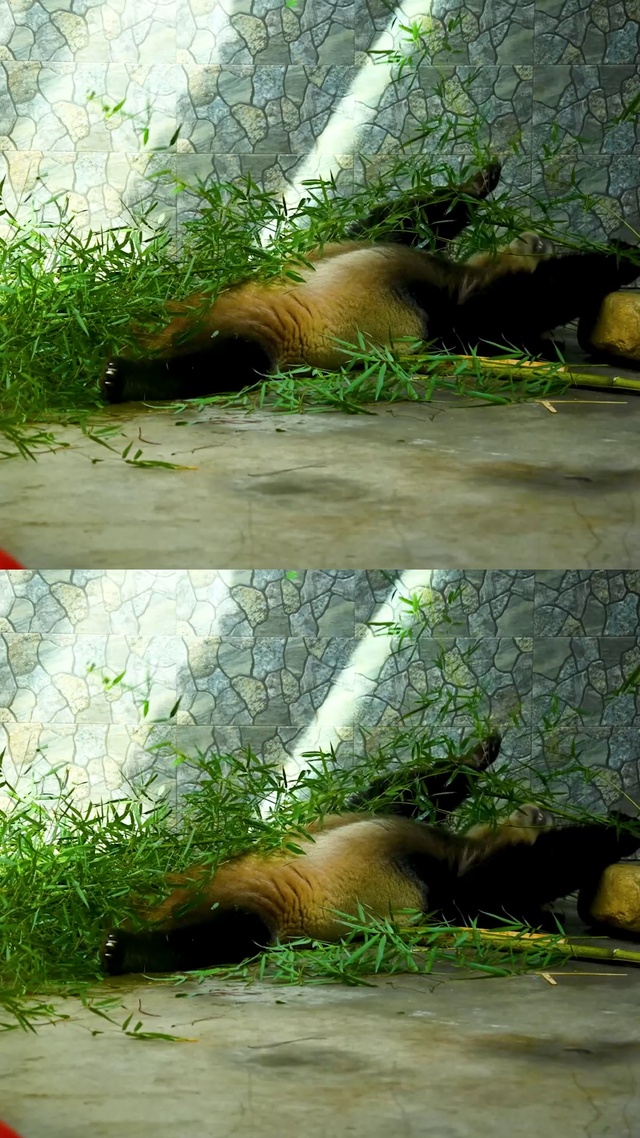 吃竹子的大熊猫