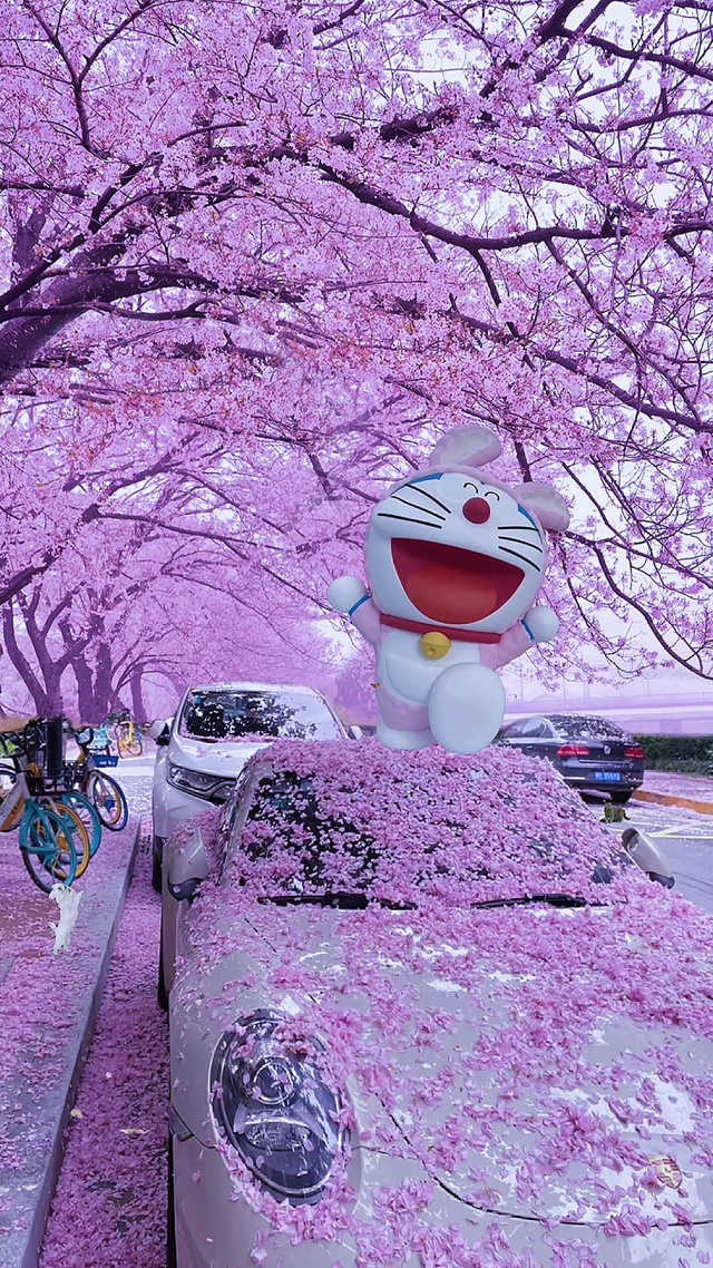 这么美的樱花，当然要分享给你一起看看喽
