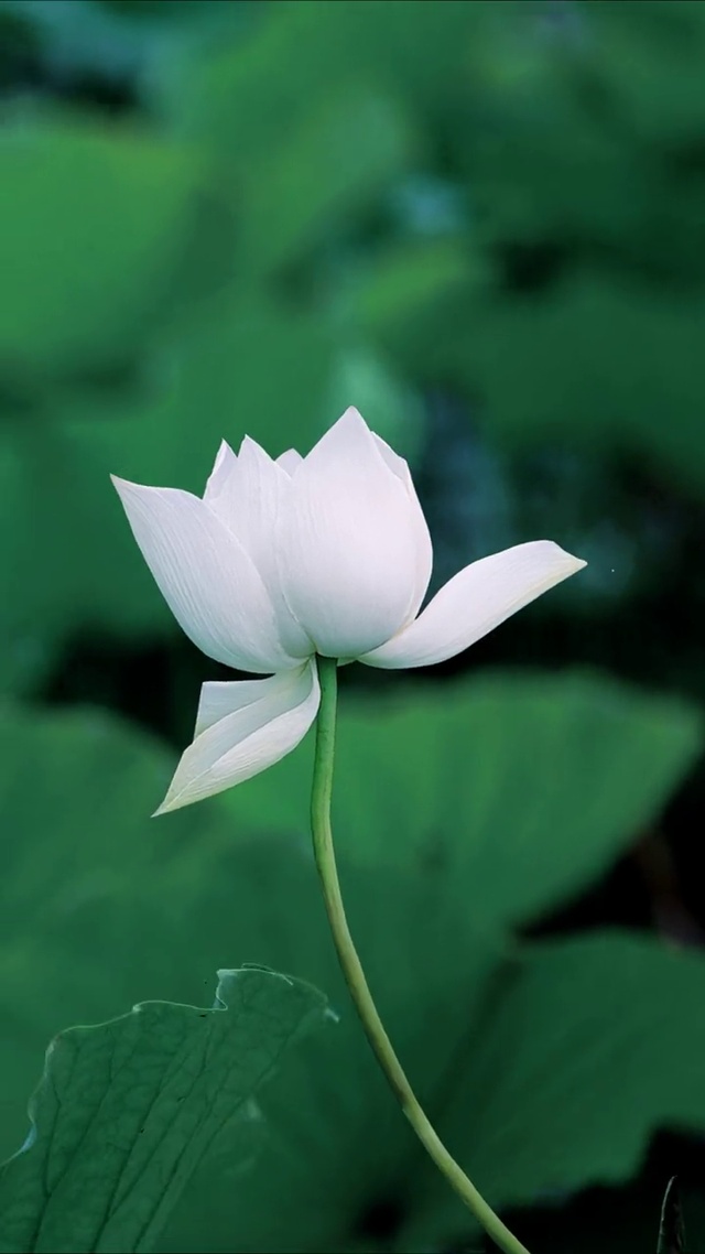 “凡尘一朵莲，出泥不染水中仙”