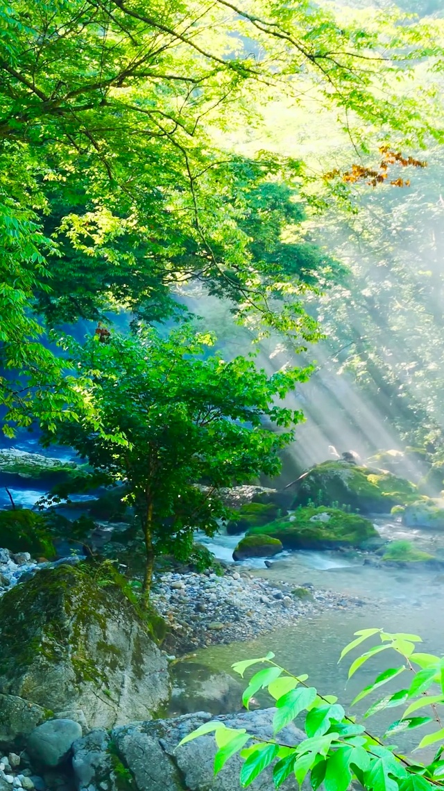 幽静护眼绿林溪流