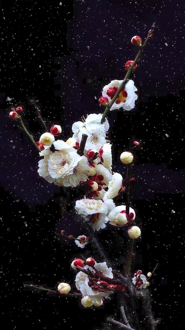 盛开的花朵香