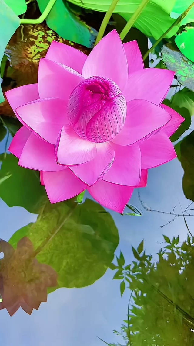 映日荷花别样红