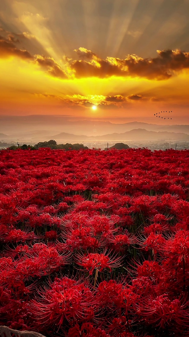 彼岸花