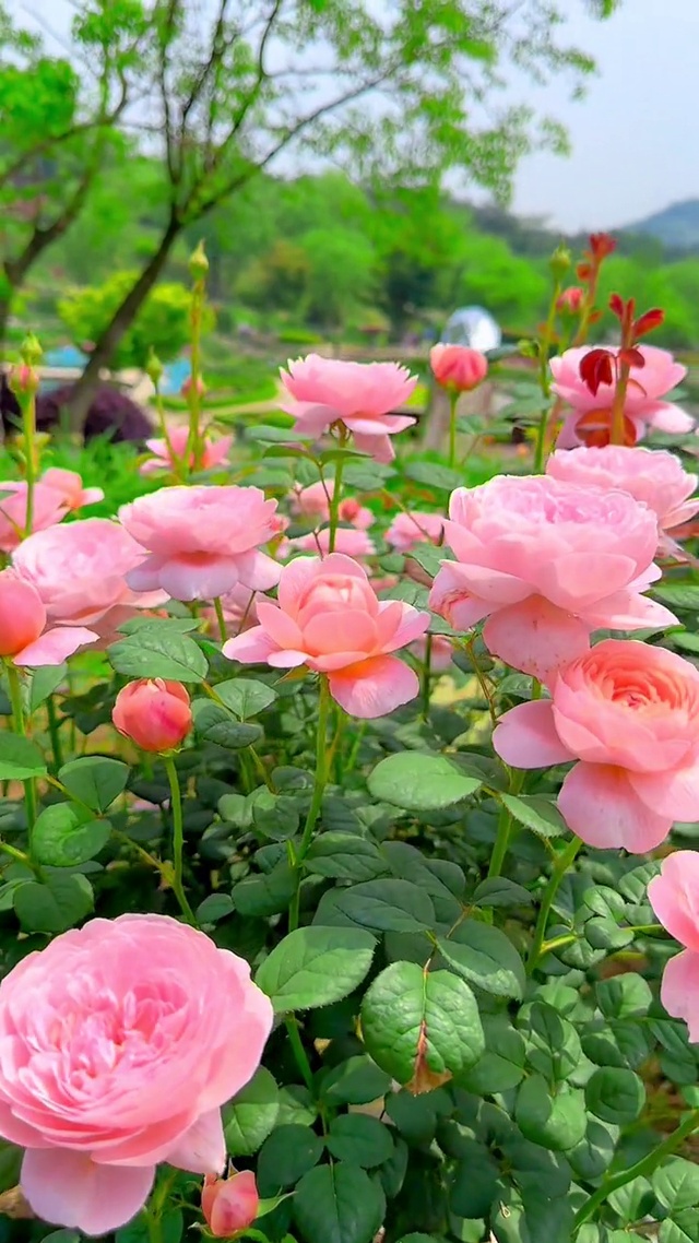 愿你日子不愁，抬头都是温柔