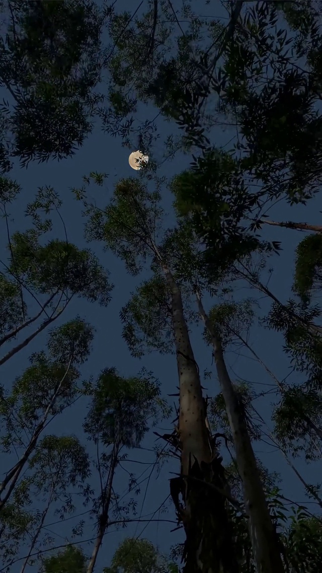 唯美治愈月光树荫