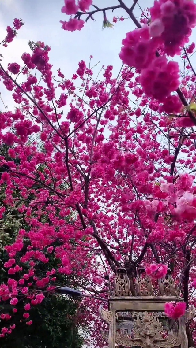 浪漫樱花