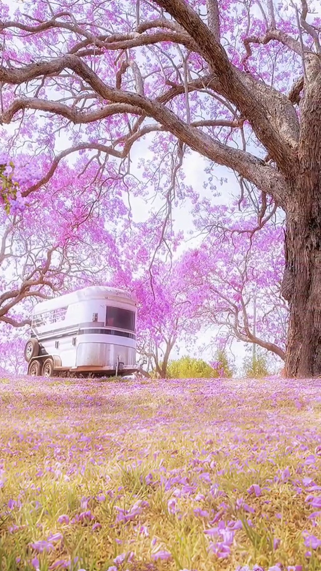 风很温柔 花很浪漫 你很特别 我很喜欢