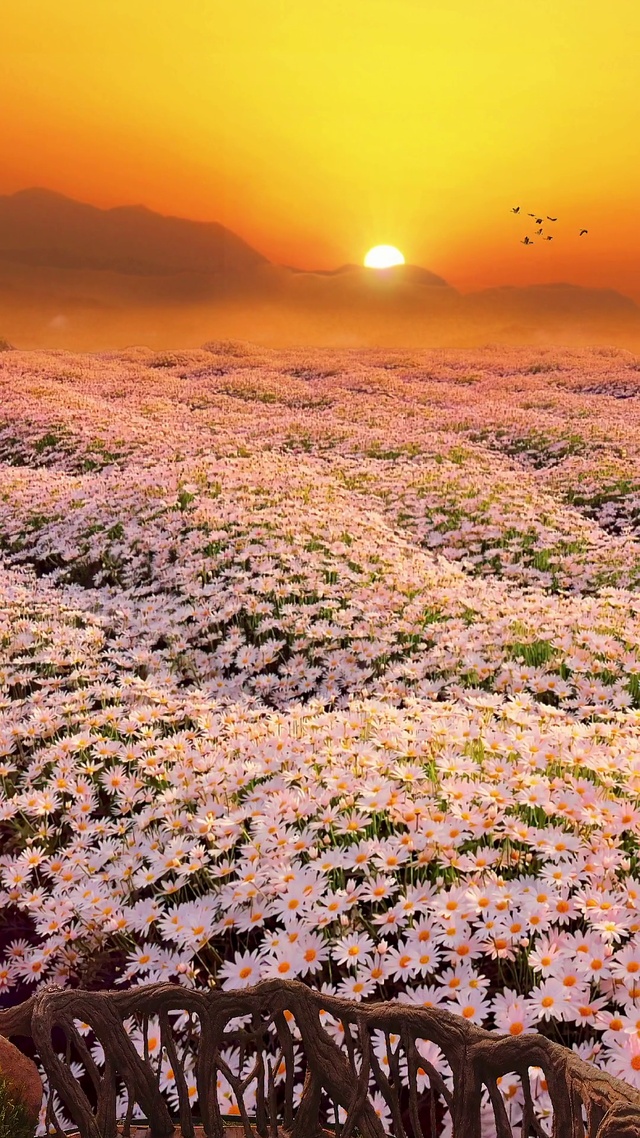夕阳下的小雏菊花海