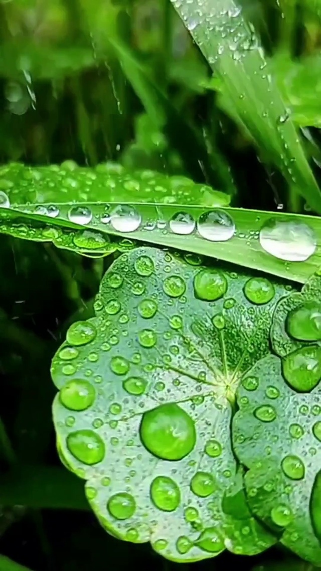 夏雨