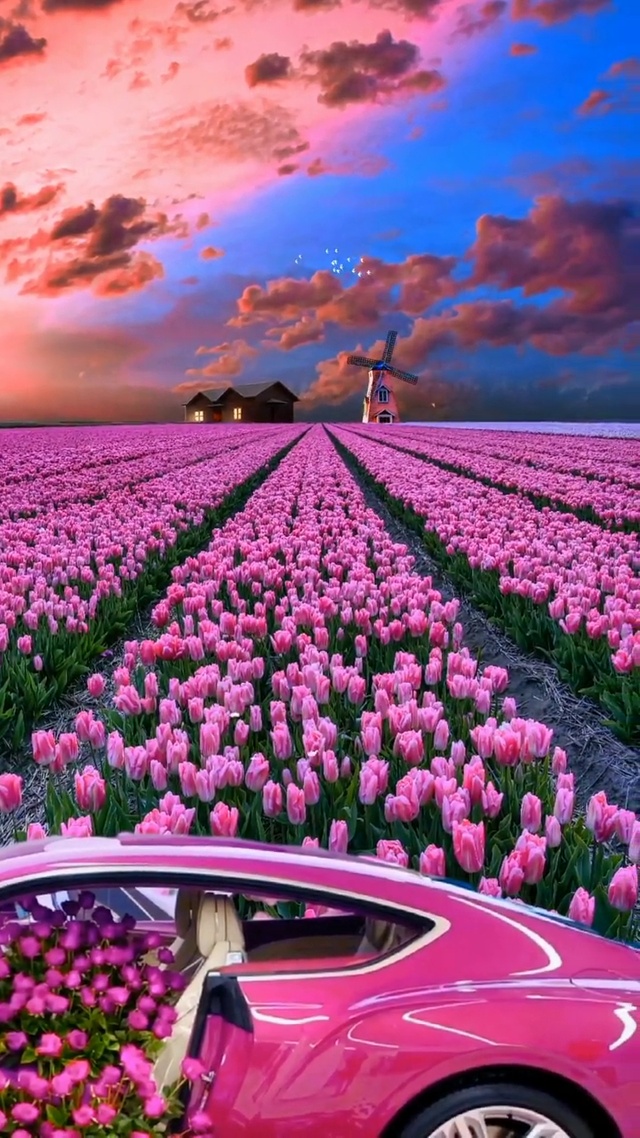 风很温柔花很浪漫