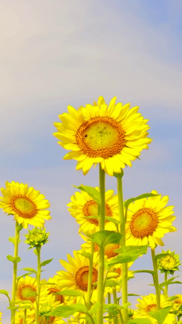 夏日向日葵