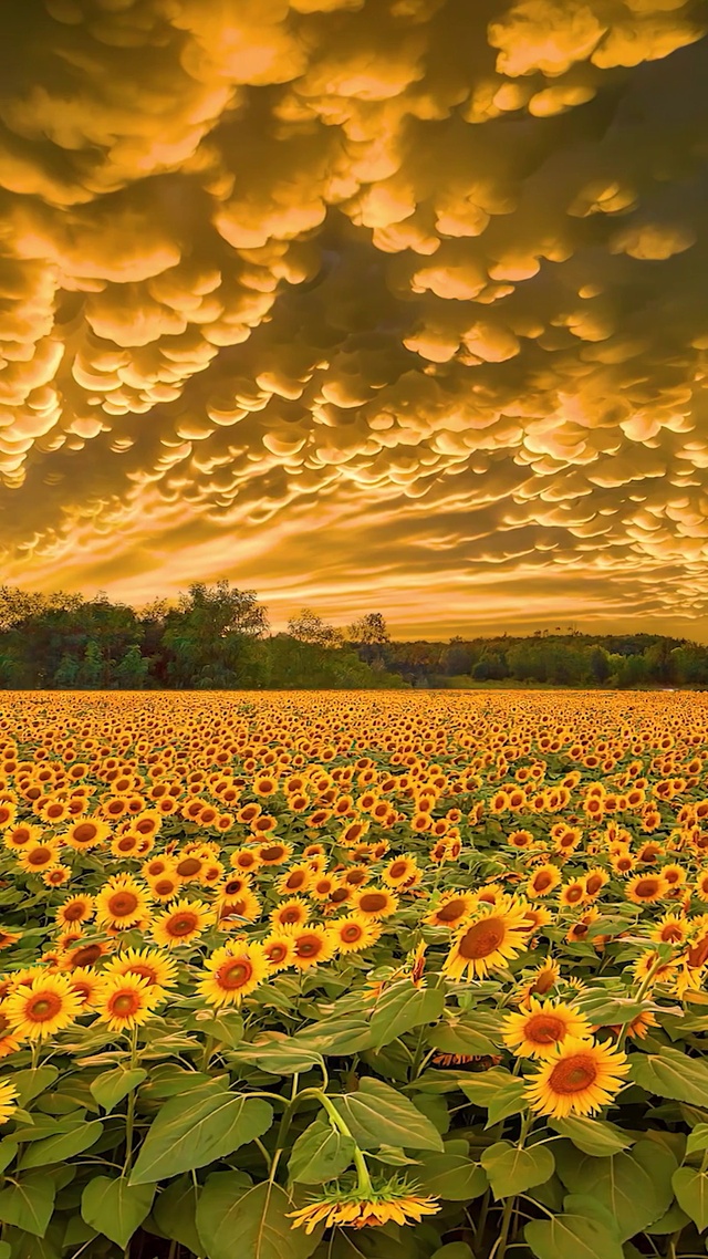 爆款晚霞花海卡点