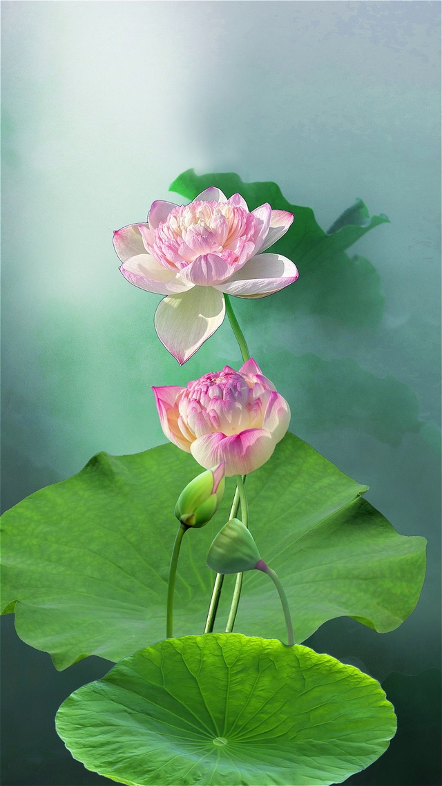 荷你相遇好幸运