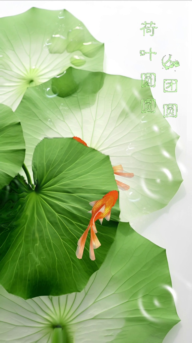 荷叶圆圆