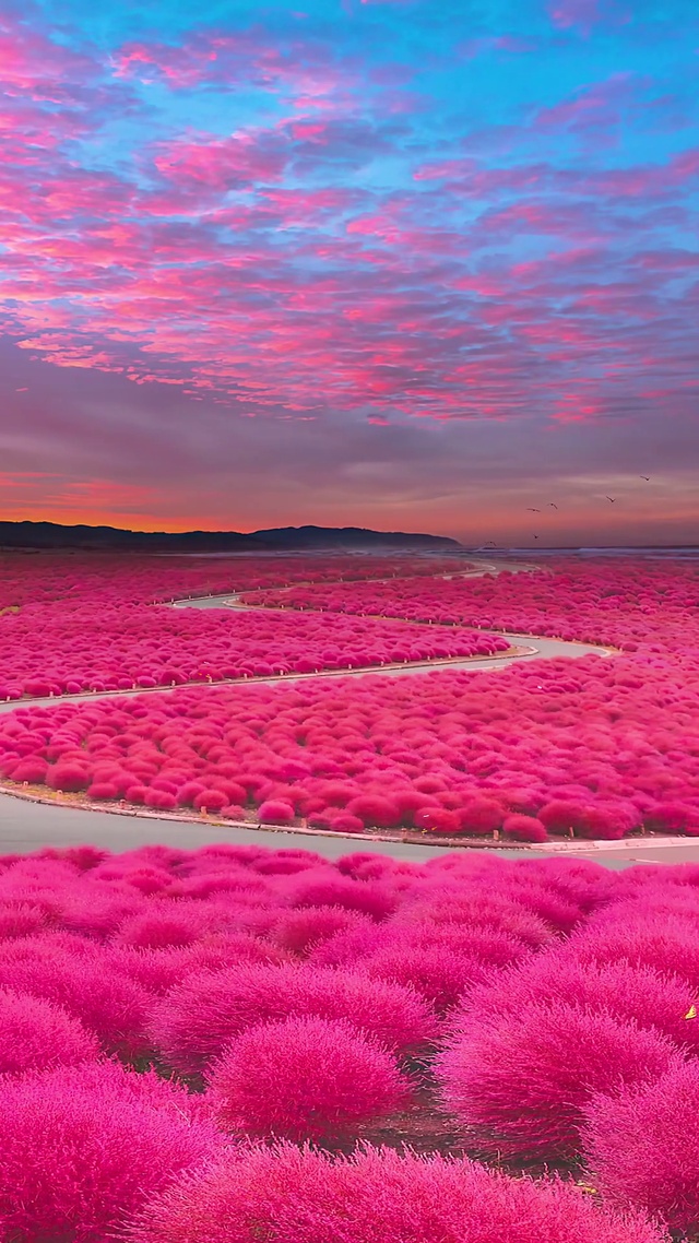 唯美浪漫花海