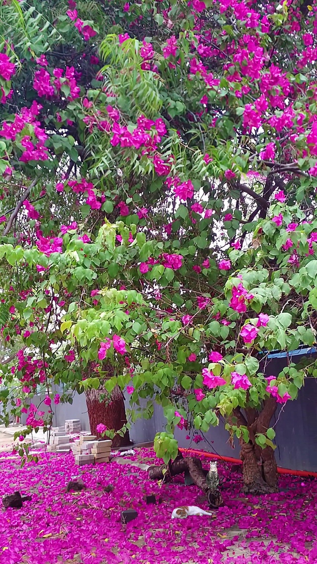 三角梅花树