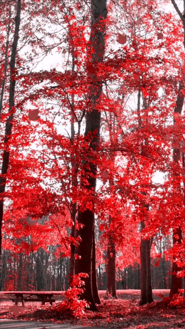 高清壁纸免费下载  只求一个小爱心