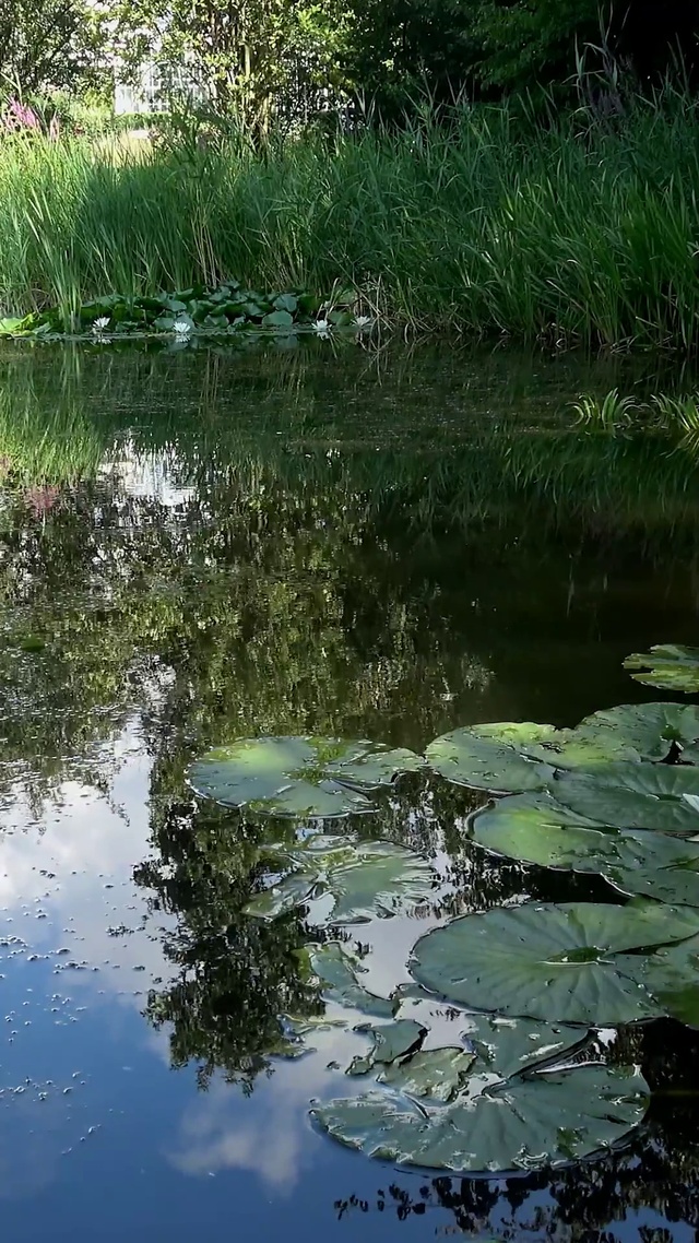 童年的夏天池塘