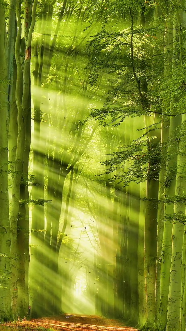 春去秋来老将至，暮看日西坠🍃


