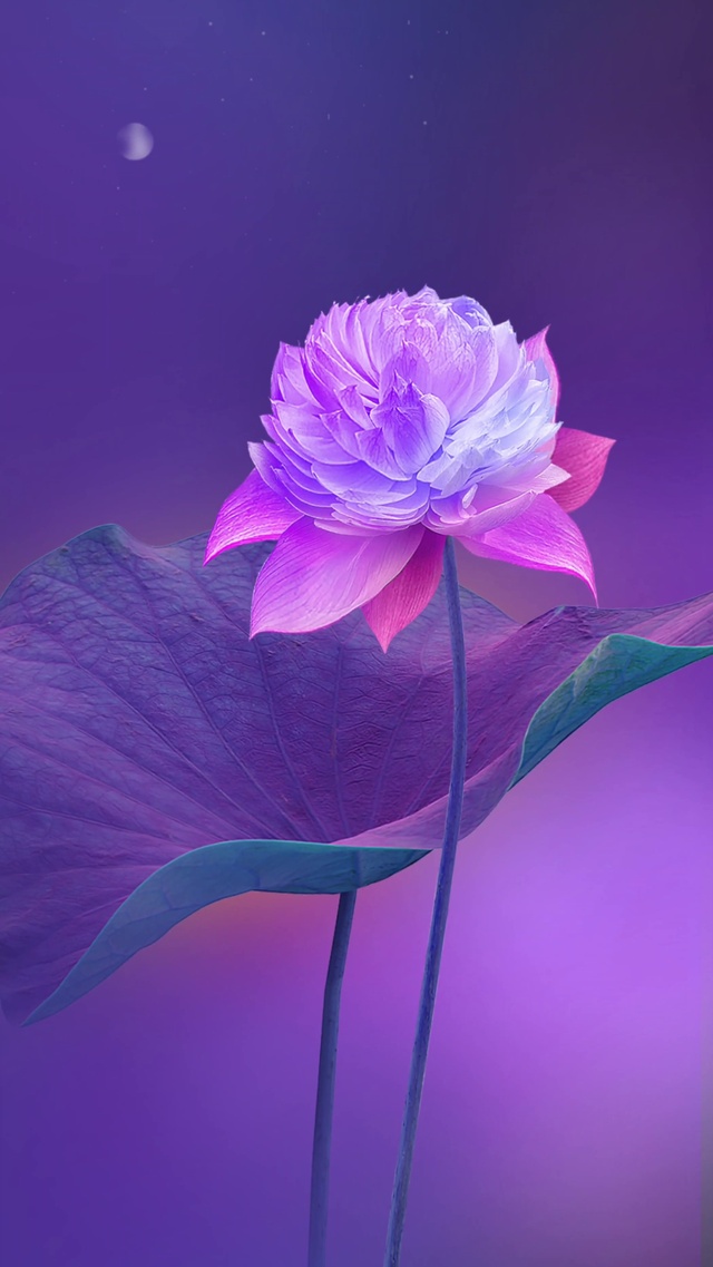 紫色荷花