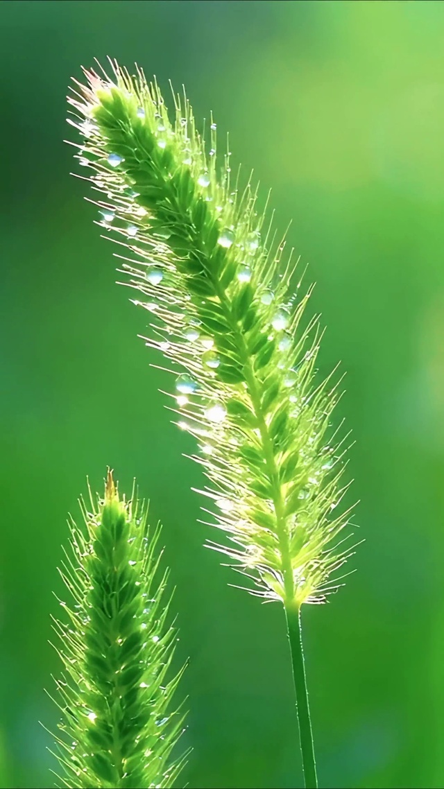 晨曦中的狗尾巴草