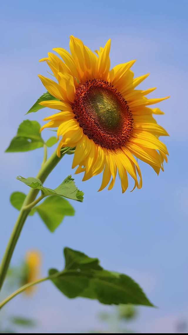 愿我们像向日葵一样，永远阳光明亮✨