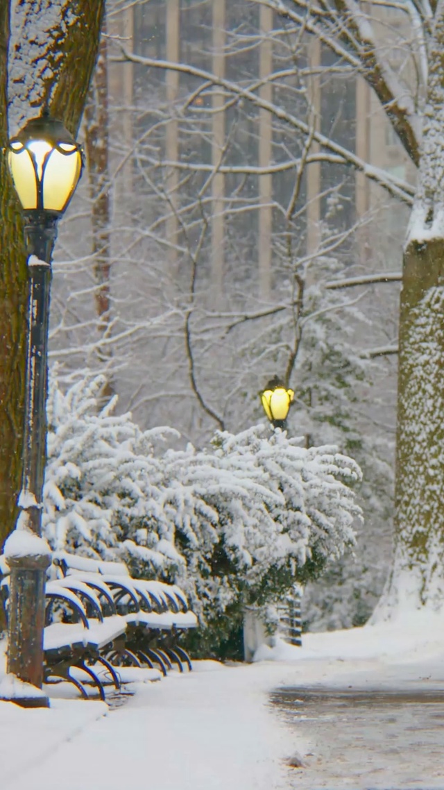 雪天公园树林小路