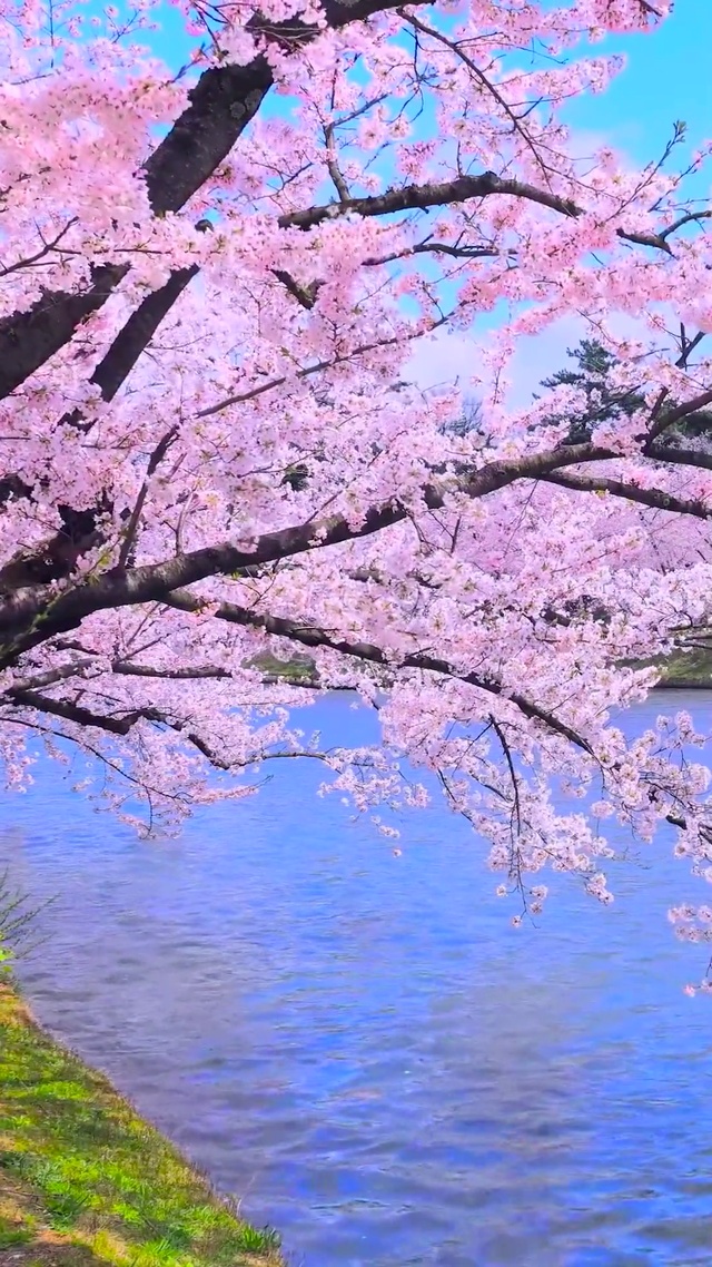 河边樱花树
