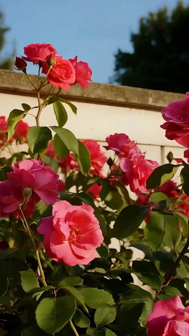 护眼花朵