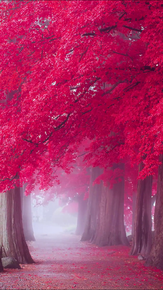 春夏秋冬，四季轮回