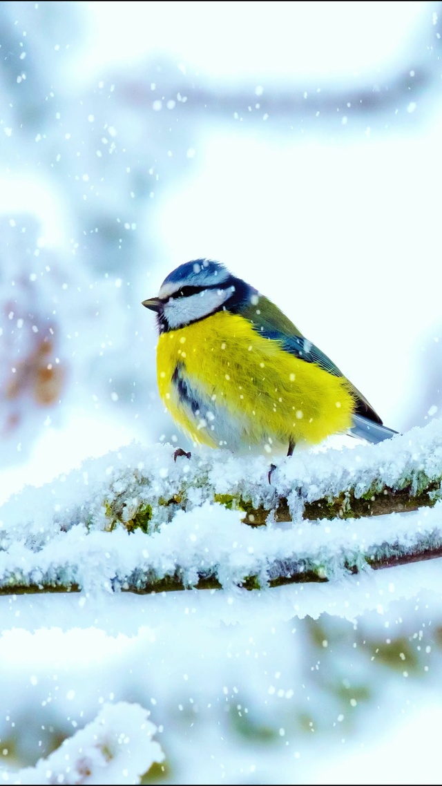 唯美治愈雪景4K